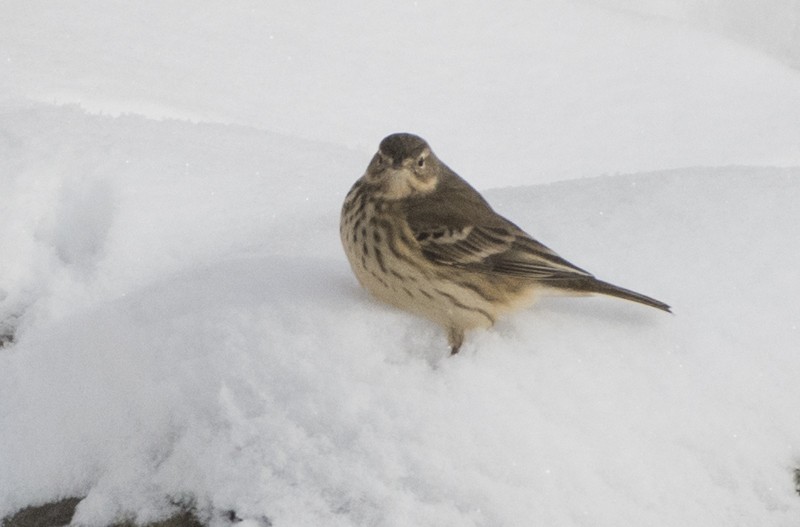 American Pipit - ML74149211