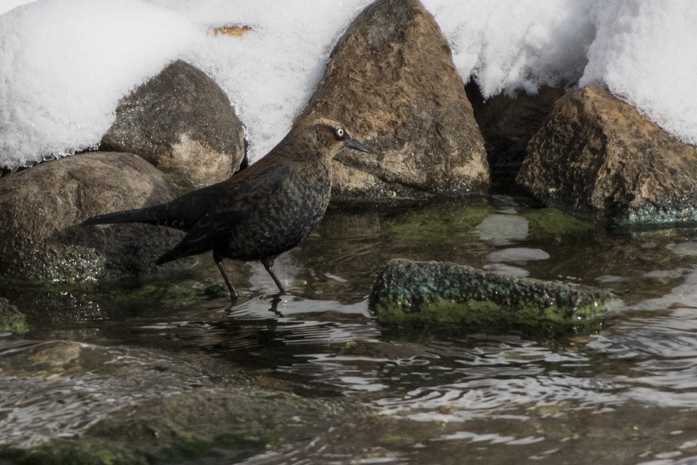 Rusty Blackbird - ML74149271