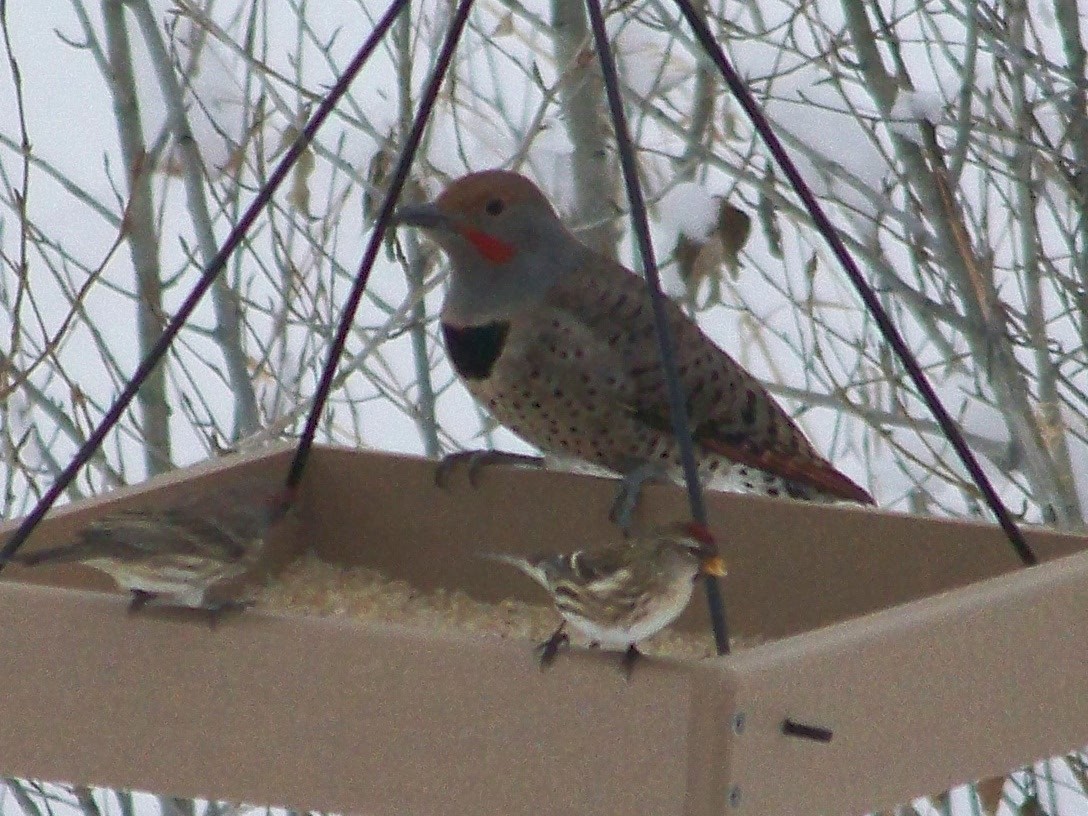 Common Redpoll - ML74149811