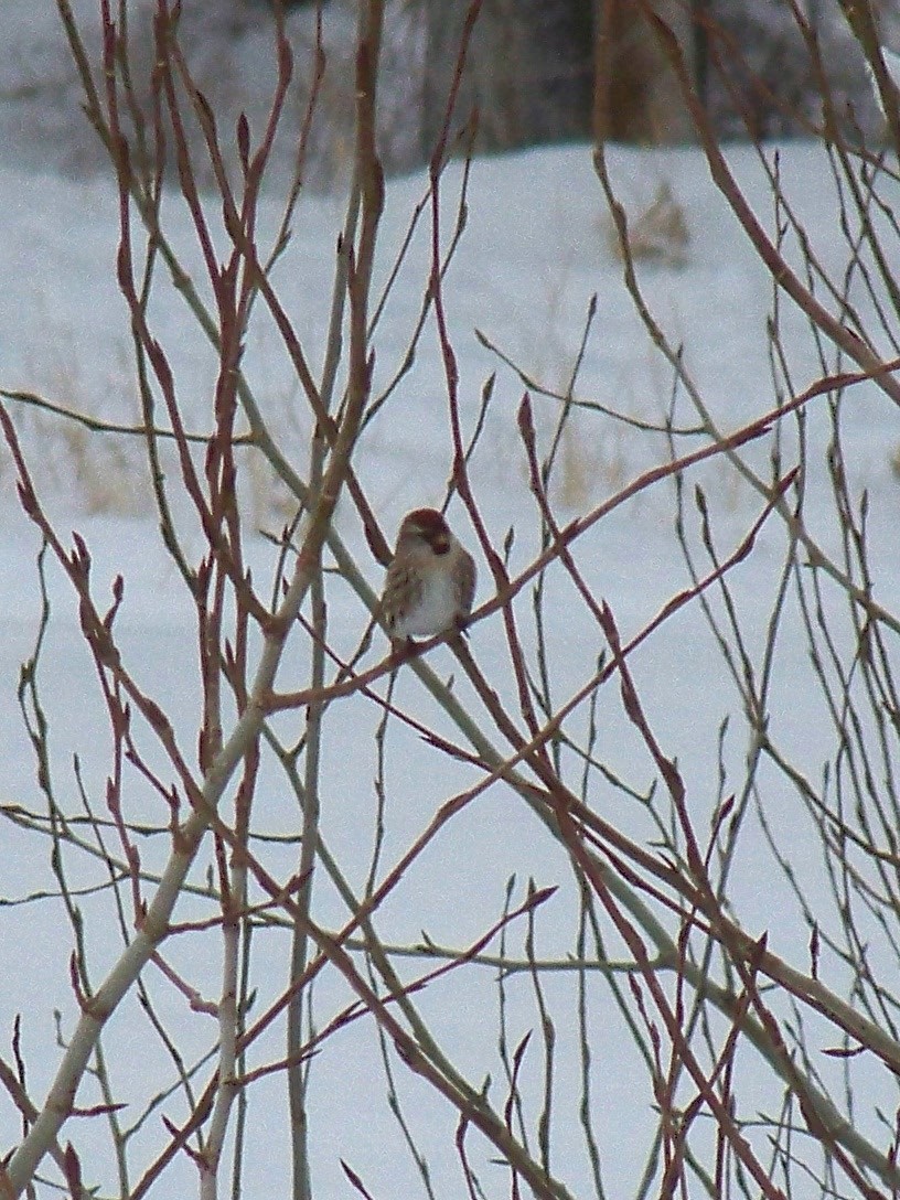 Common Redpoll - ML74149821