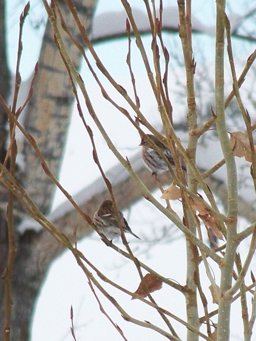 Redpoll (Common) - ML74149901