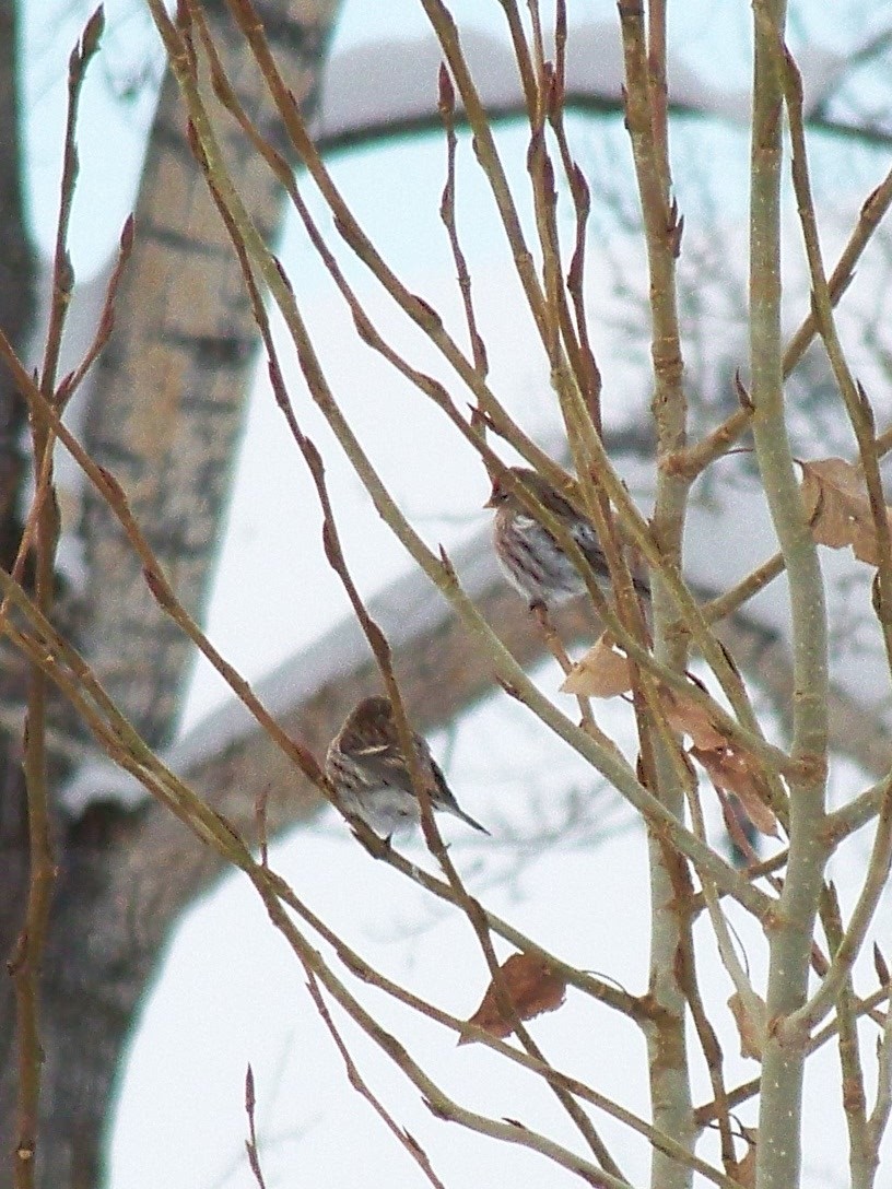 Common Redpoll - ML74149901