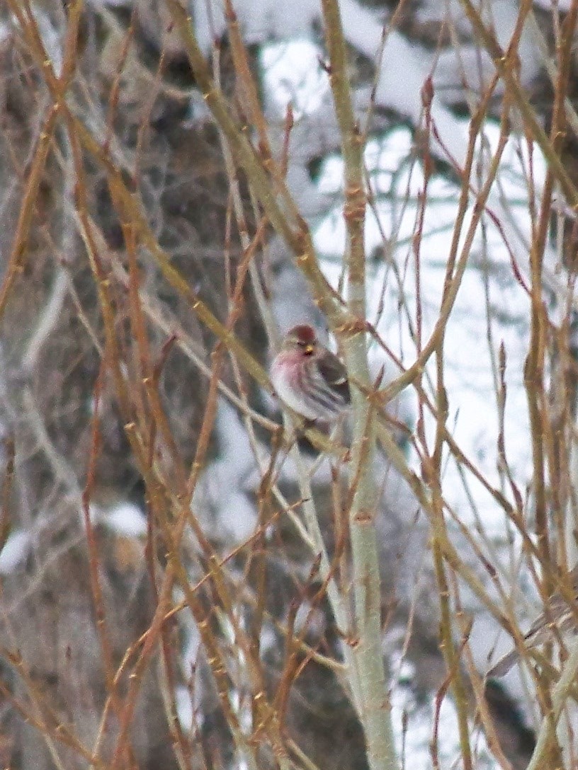 Redpoll (Common) - ML74149931