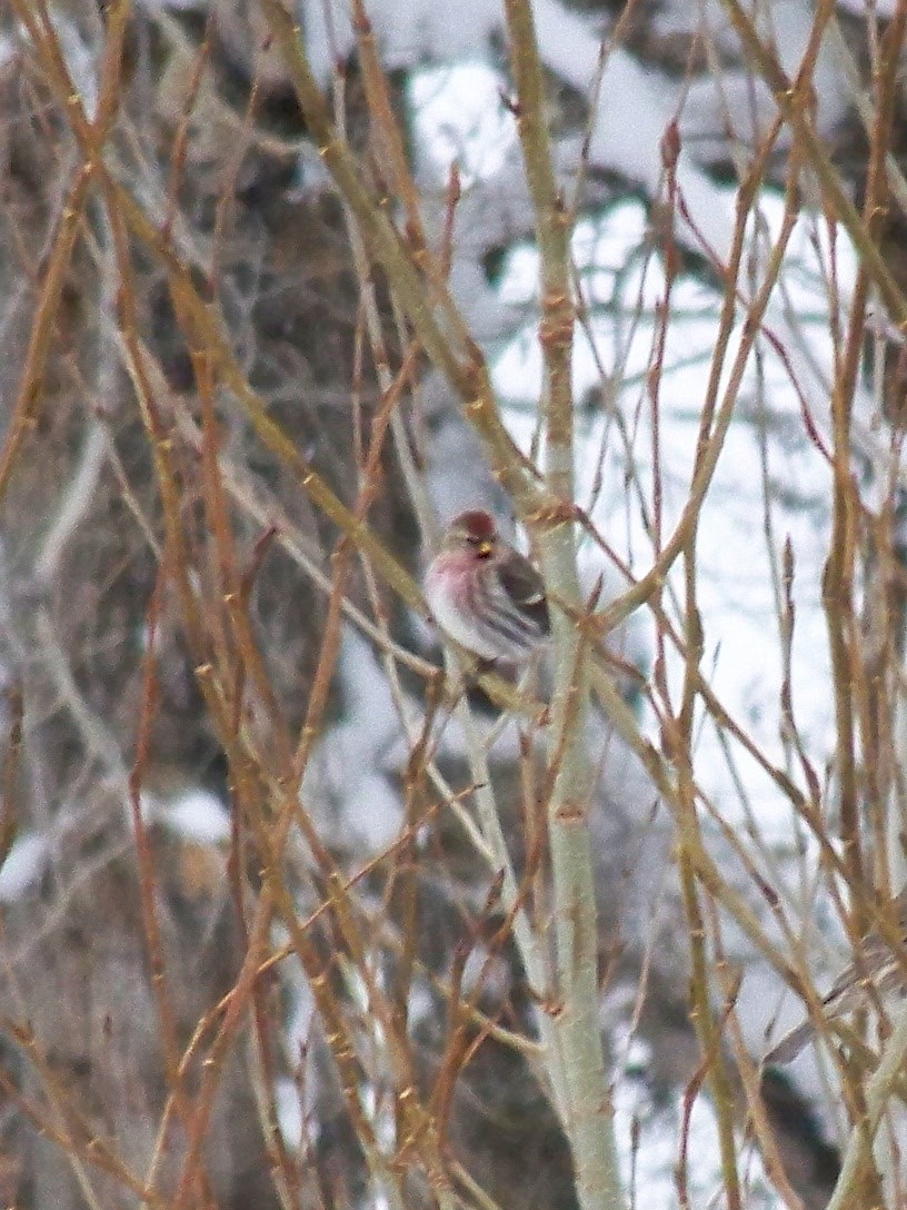 Common Redpoll - ML74149931