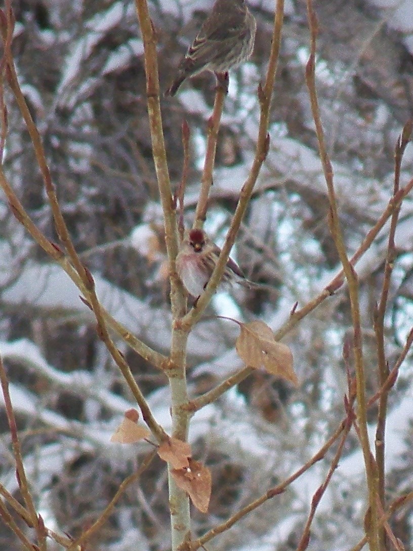 Common Redpoll - ML74150021