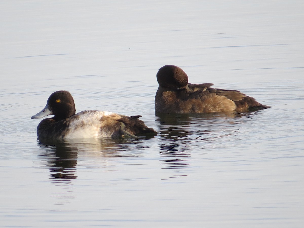 Greater Scaup - ML74155881