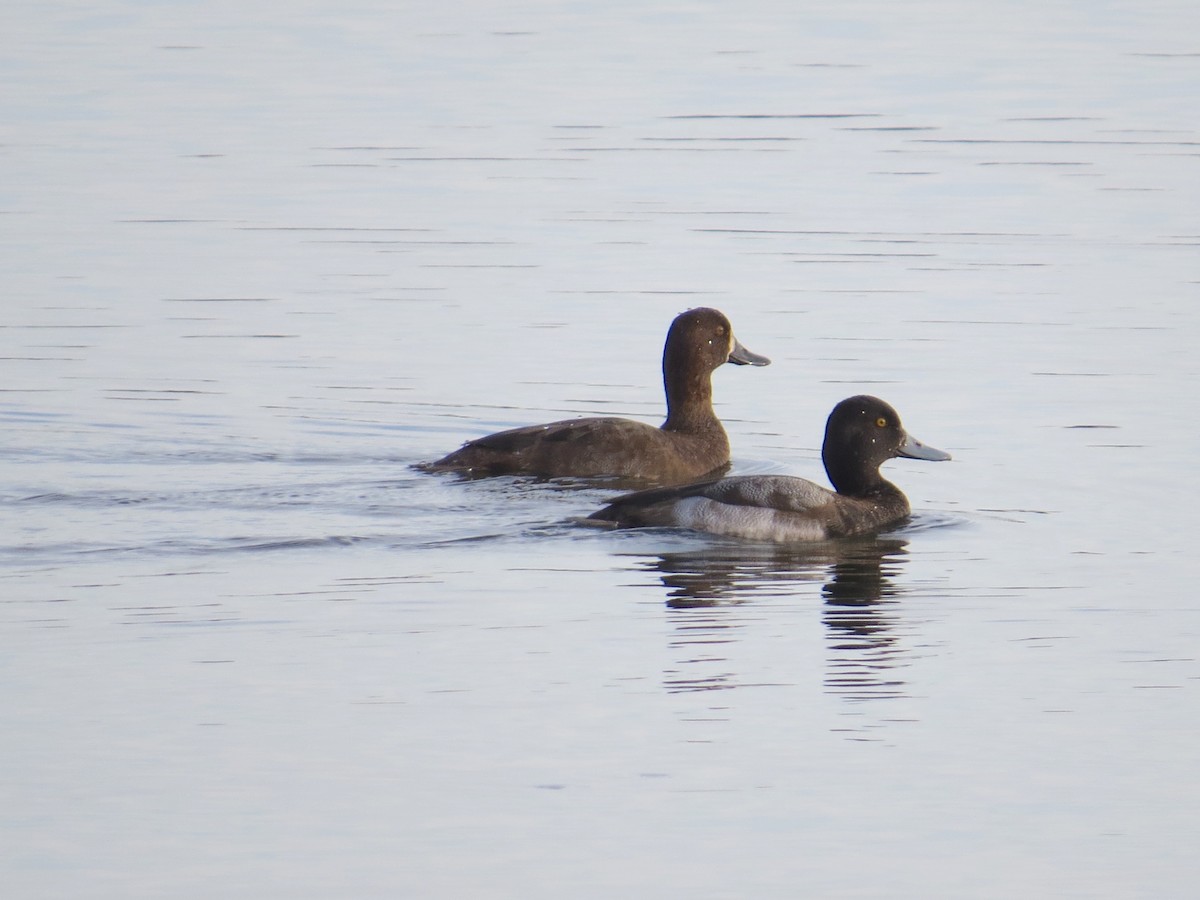 Greater Scaup - ML74156321