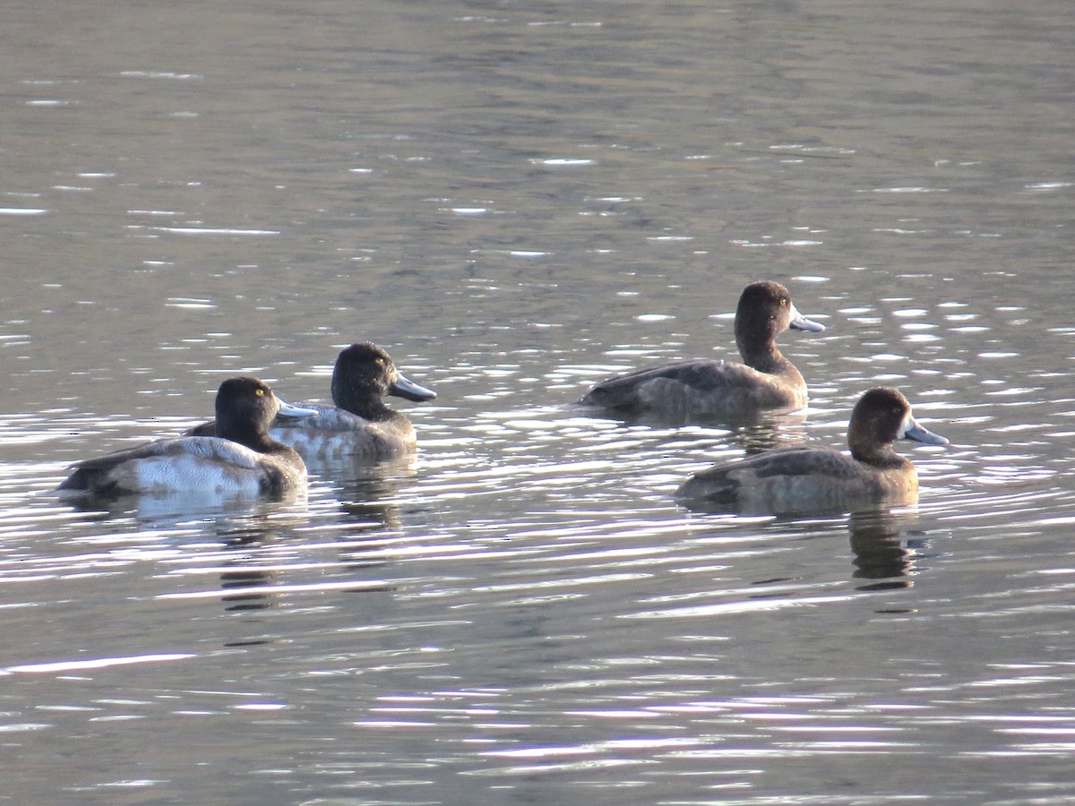 Greater Scaup - ML74156511