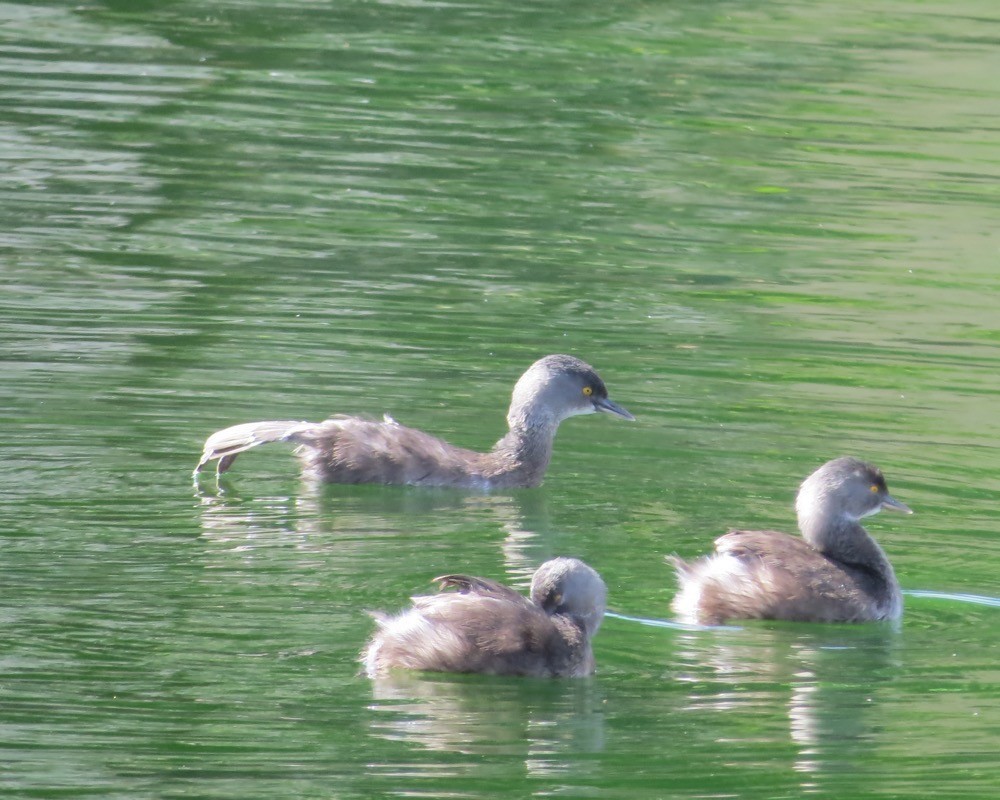 Least Grebe - ML74156881