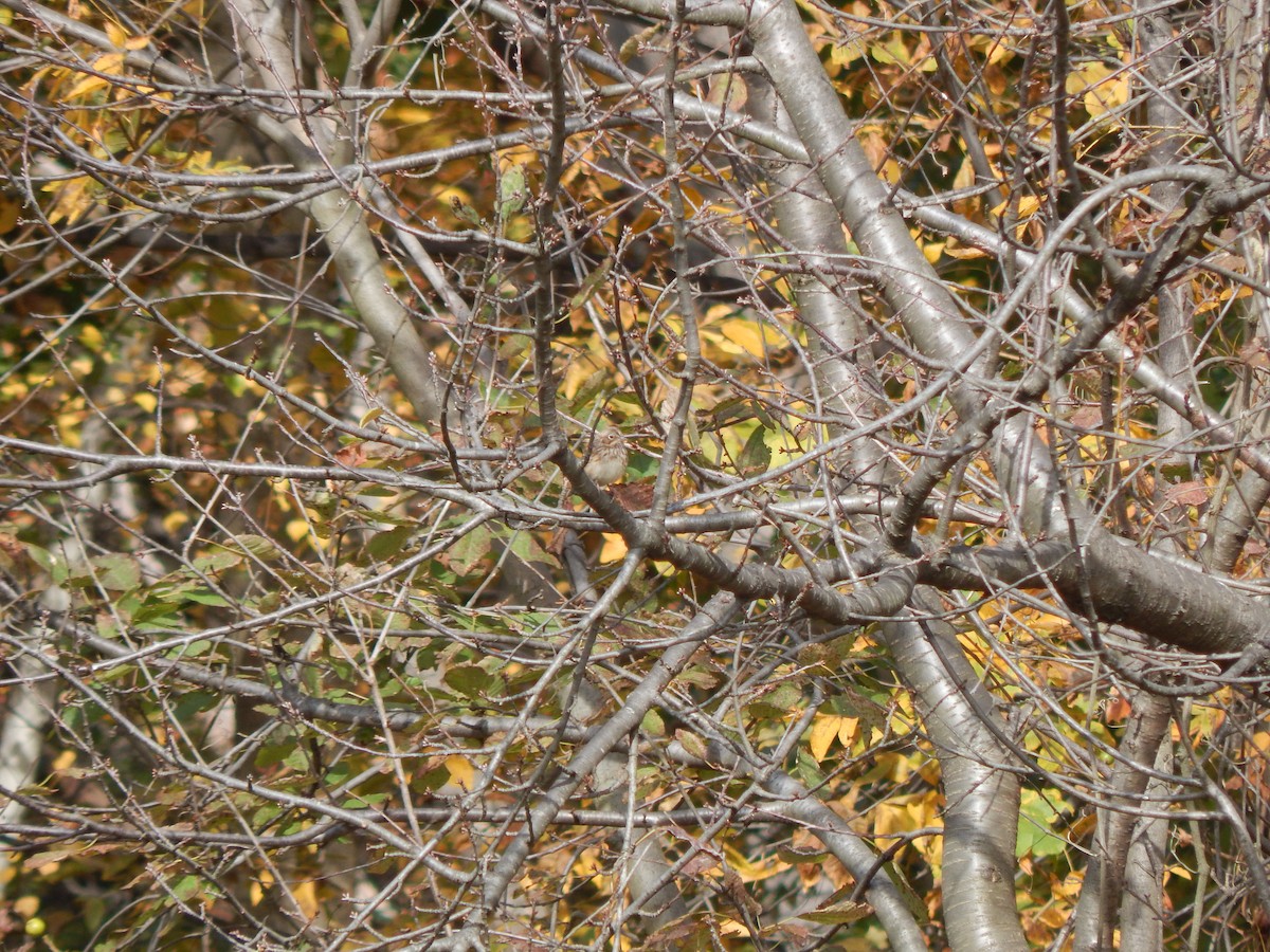 Vesper Sparrow - ML74156901