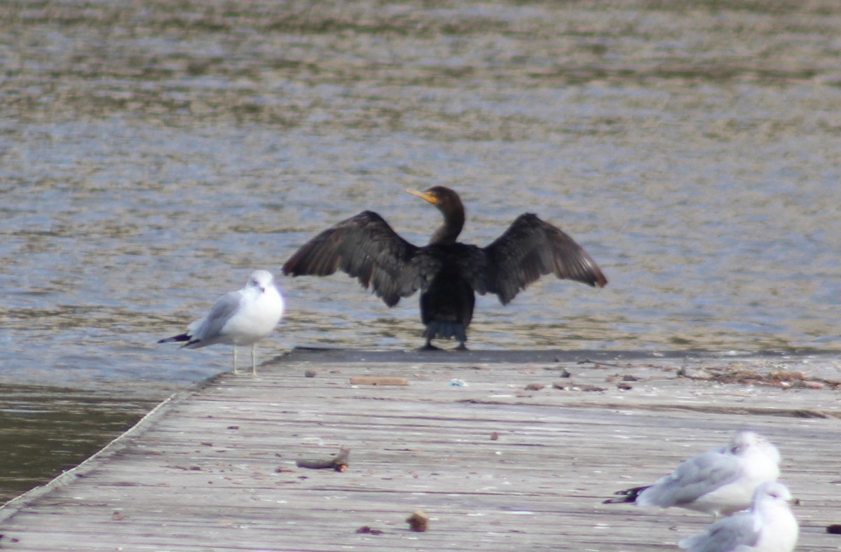 Double-crested Cormorant - Nathan O'Reilly