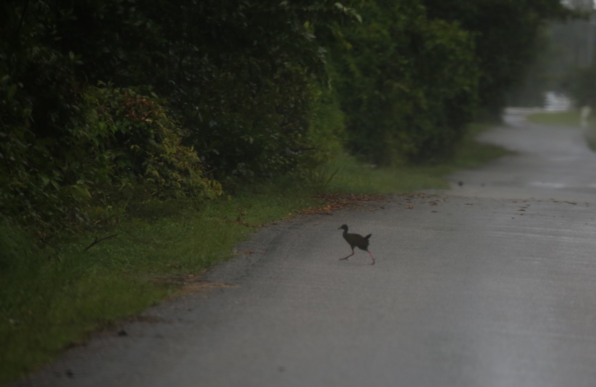 Gray-cowled Wood-Rail - ML74158351