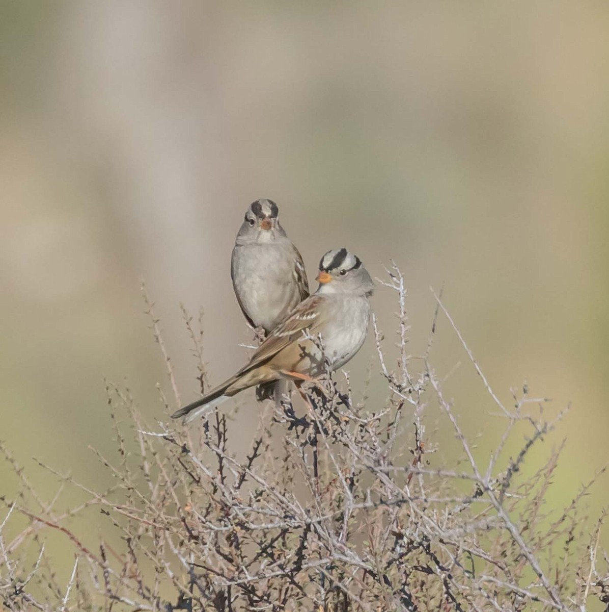 White-crowned Sparrow - ML74159561