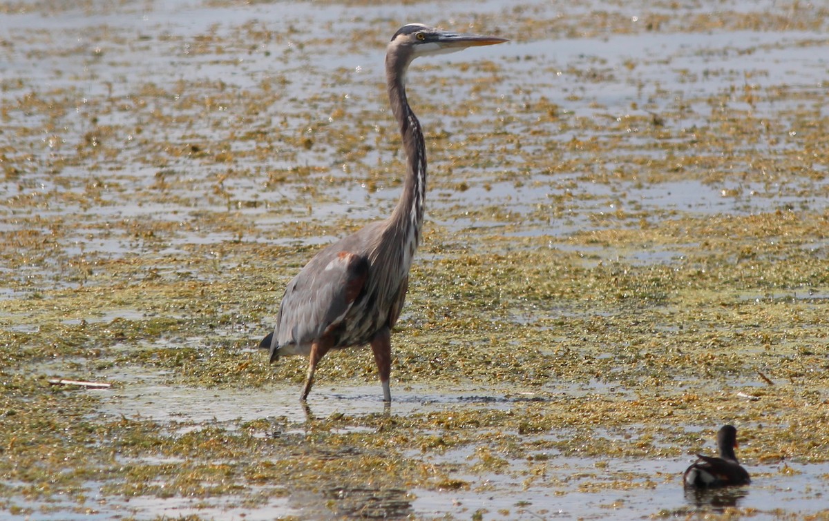 Great Blue Heron (Great Blue) - Gary Leavens