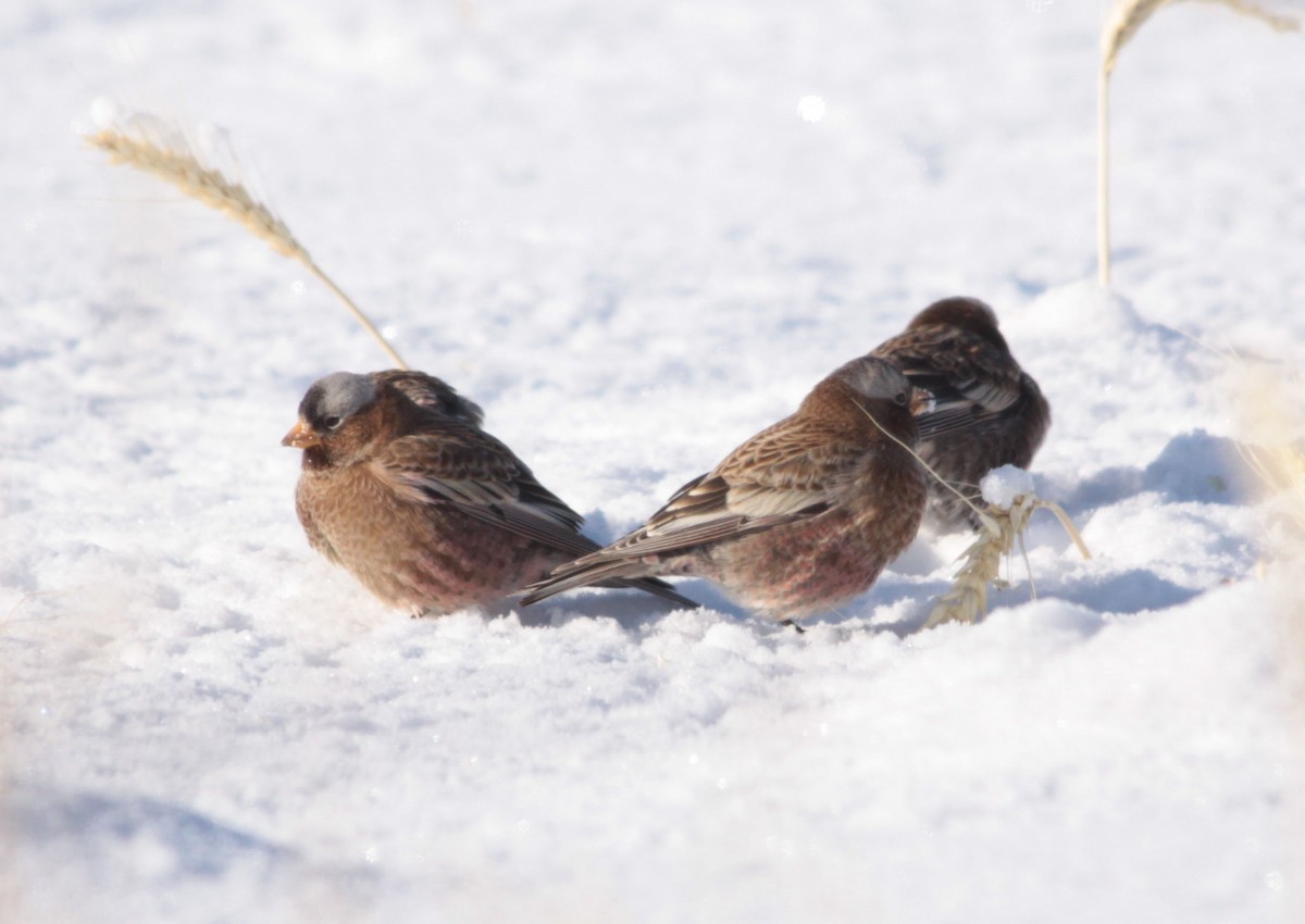 Gray-crowned Rosy-Finch (Gray-crowned) - ML74164311