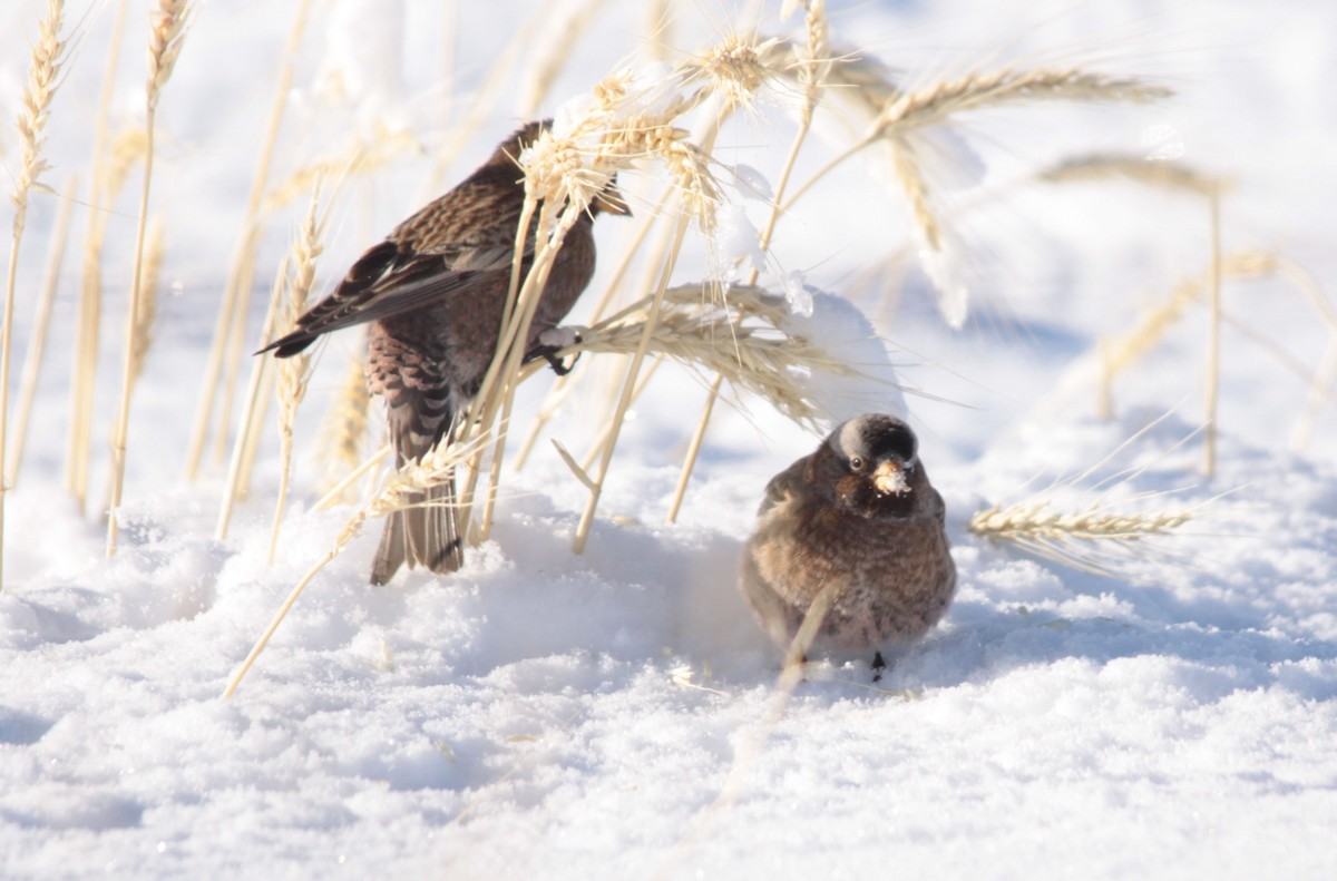 Gray-crowned Rosy-Finch (Gray-crowned) - ML74164331