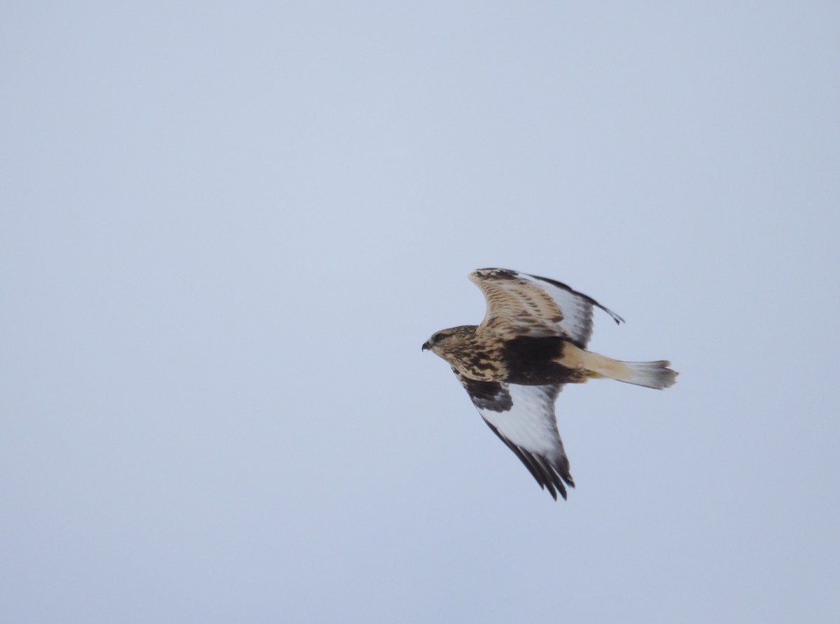 Rough-legged Hawk - ML74165651