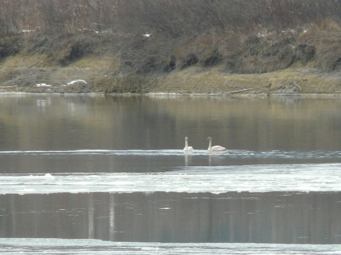 Tundra Swan - ML74166691