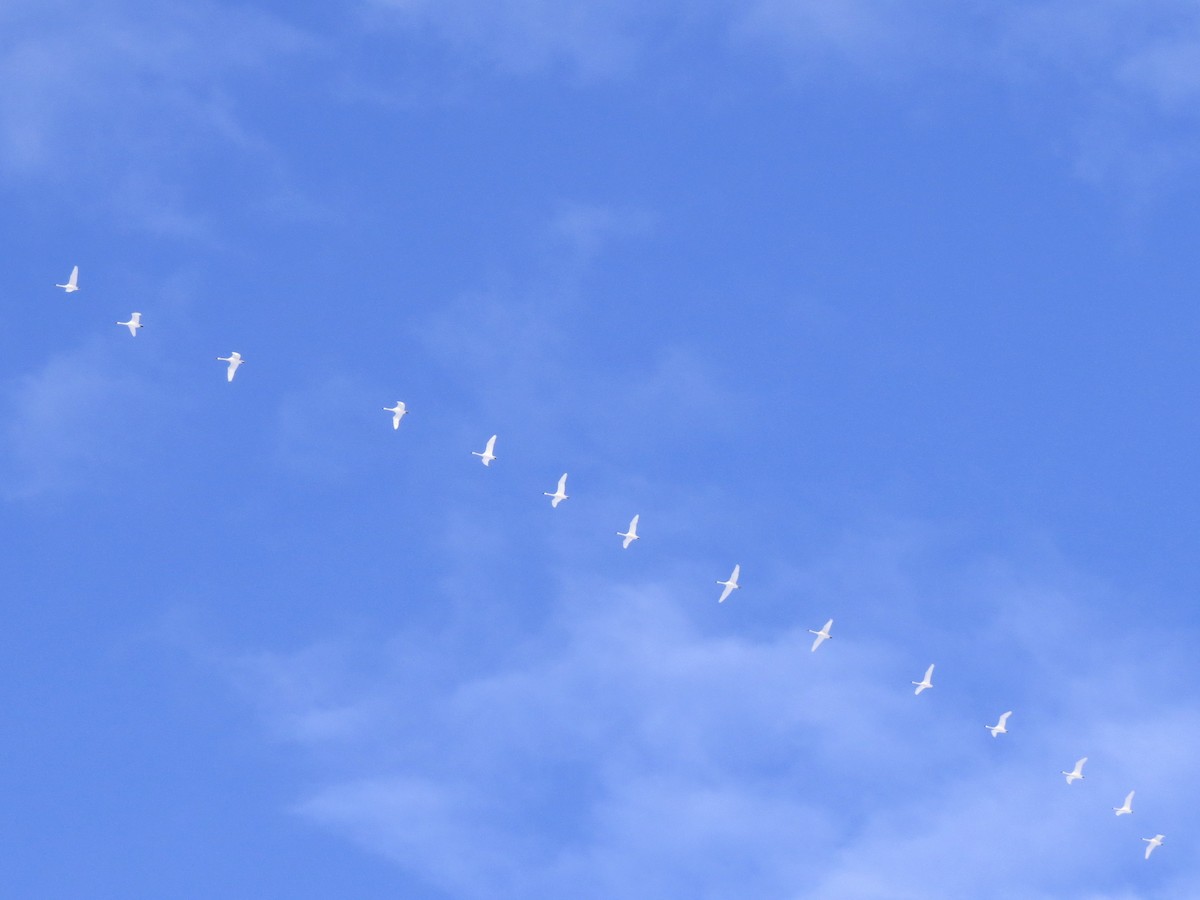 Tundra Swan - ML74166851