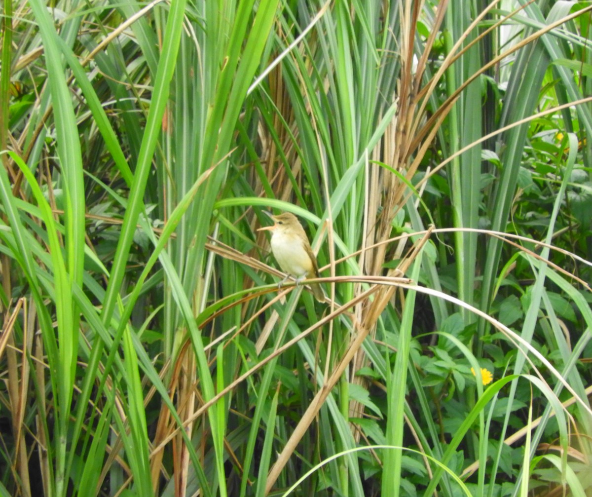 Дорнын охил бялзуухай - ML74167361