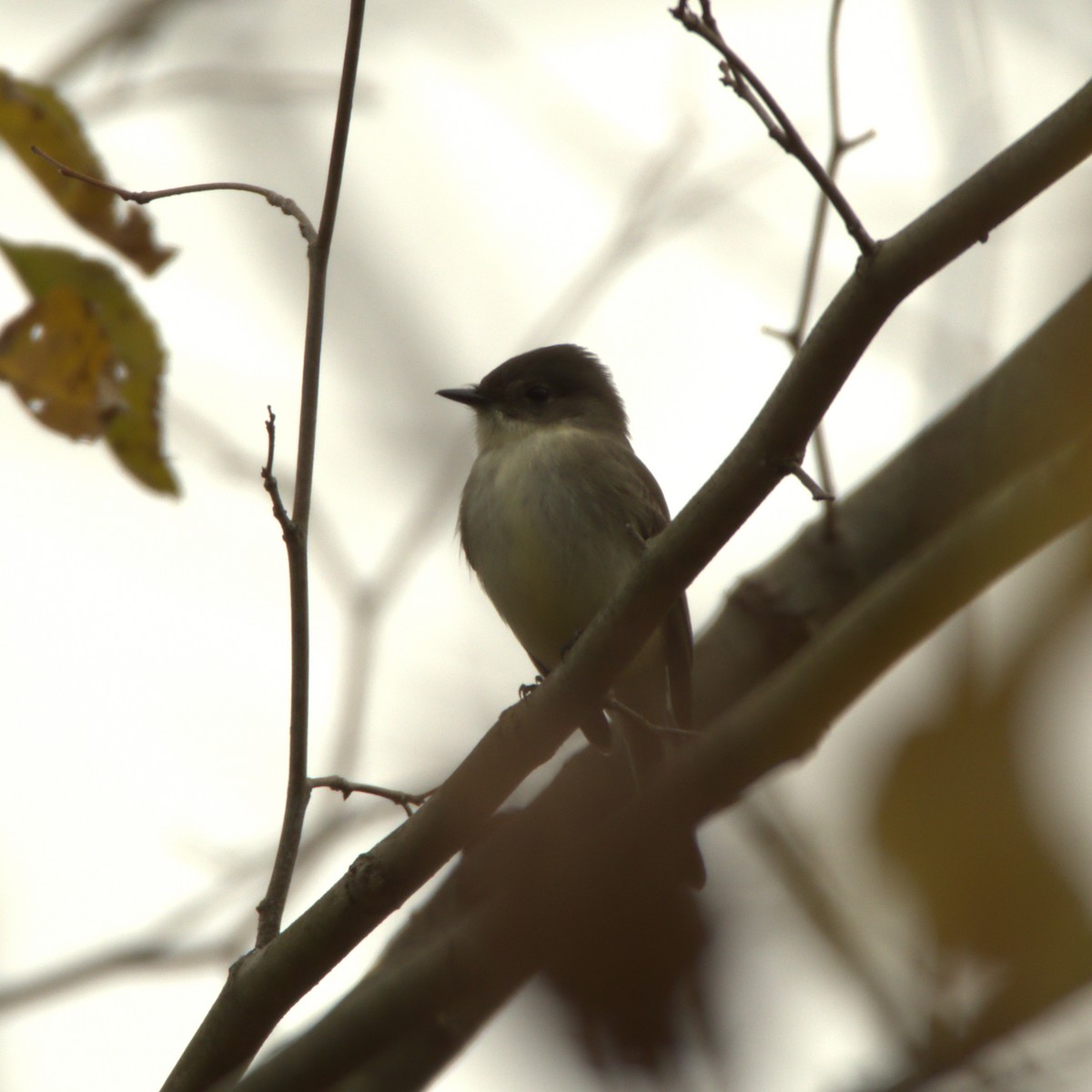 Eastern Phoebe - Tom Farrell