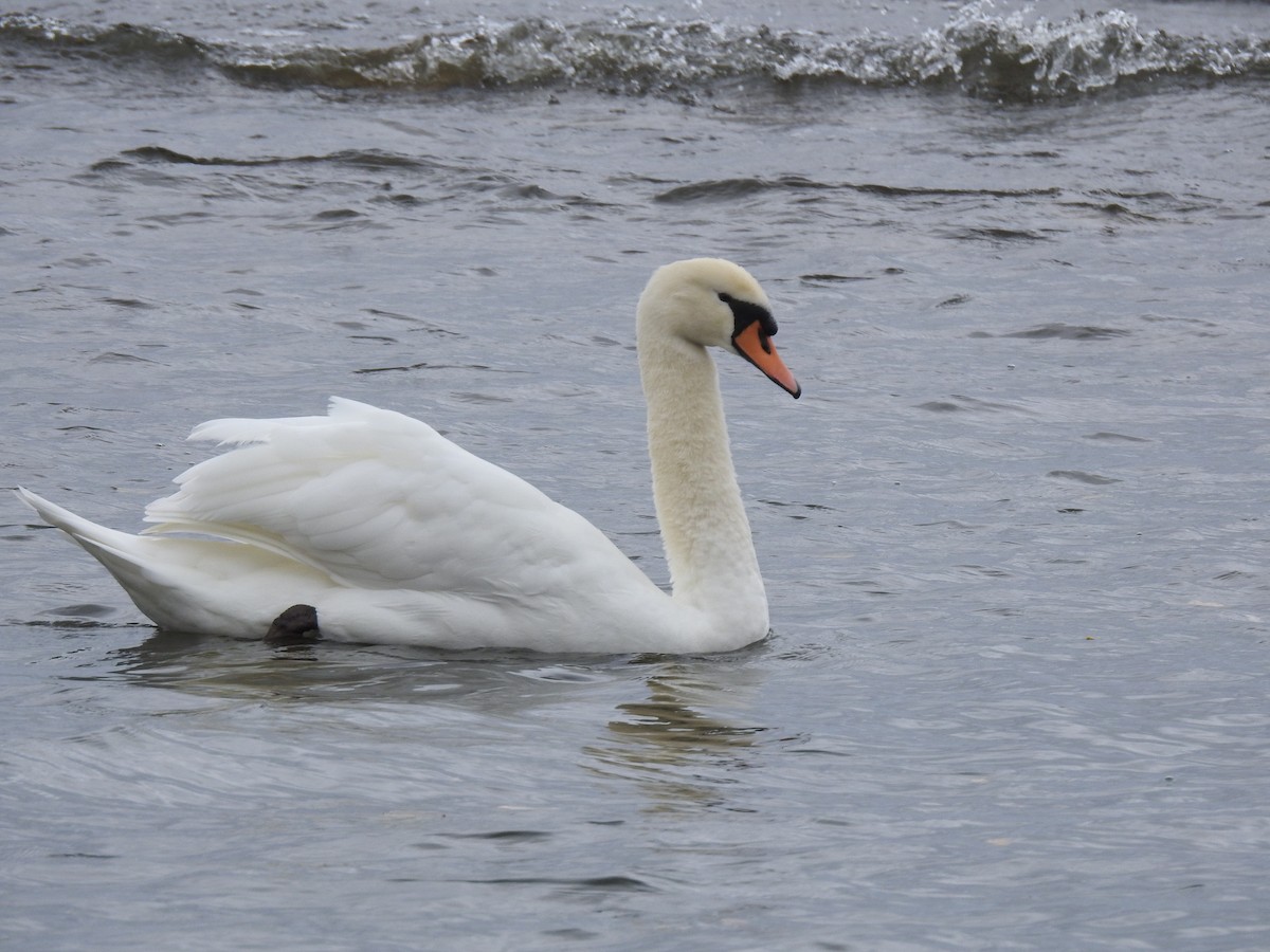 Mute Swan - ML74167971