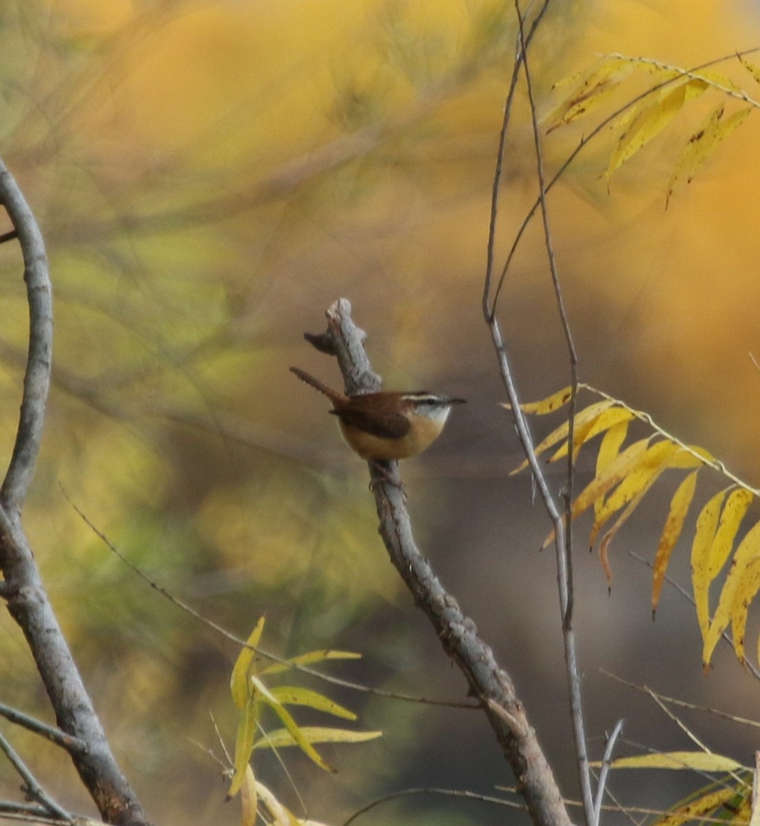 Carolina Wren - ML74168711