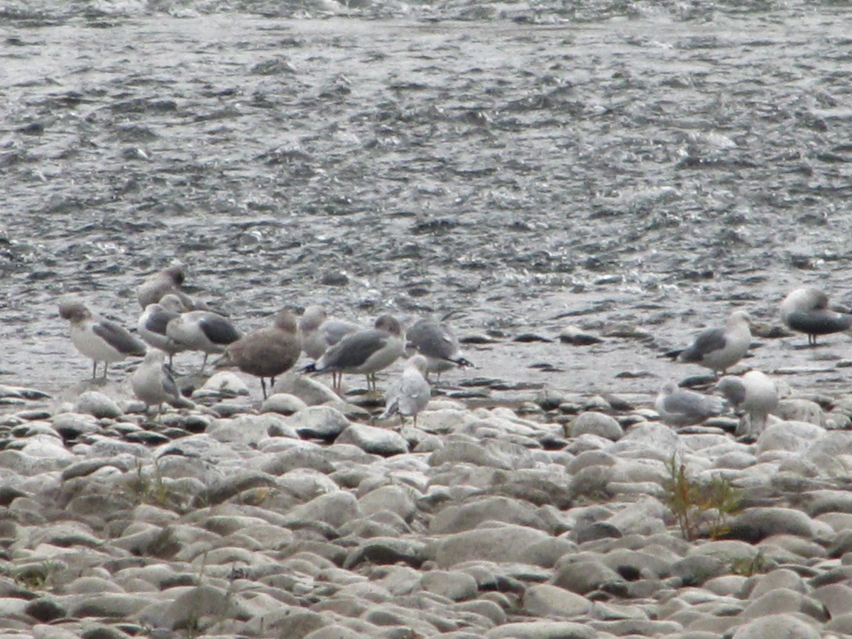 Glaucous-winged Gull - ML74169061