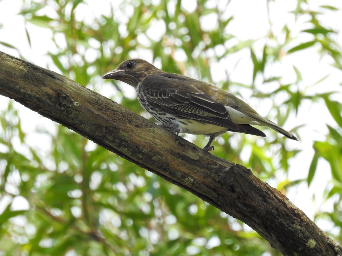Australasian Figbird - ML74170791