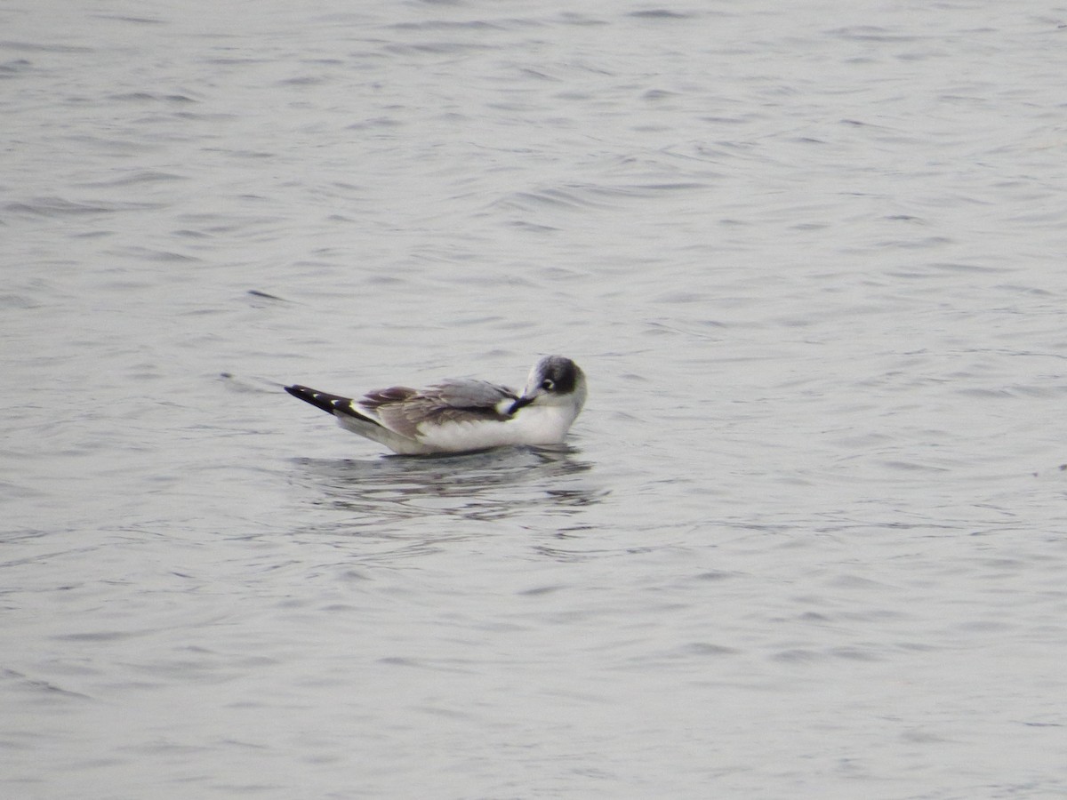 Franklin's Gull - ML74170921