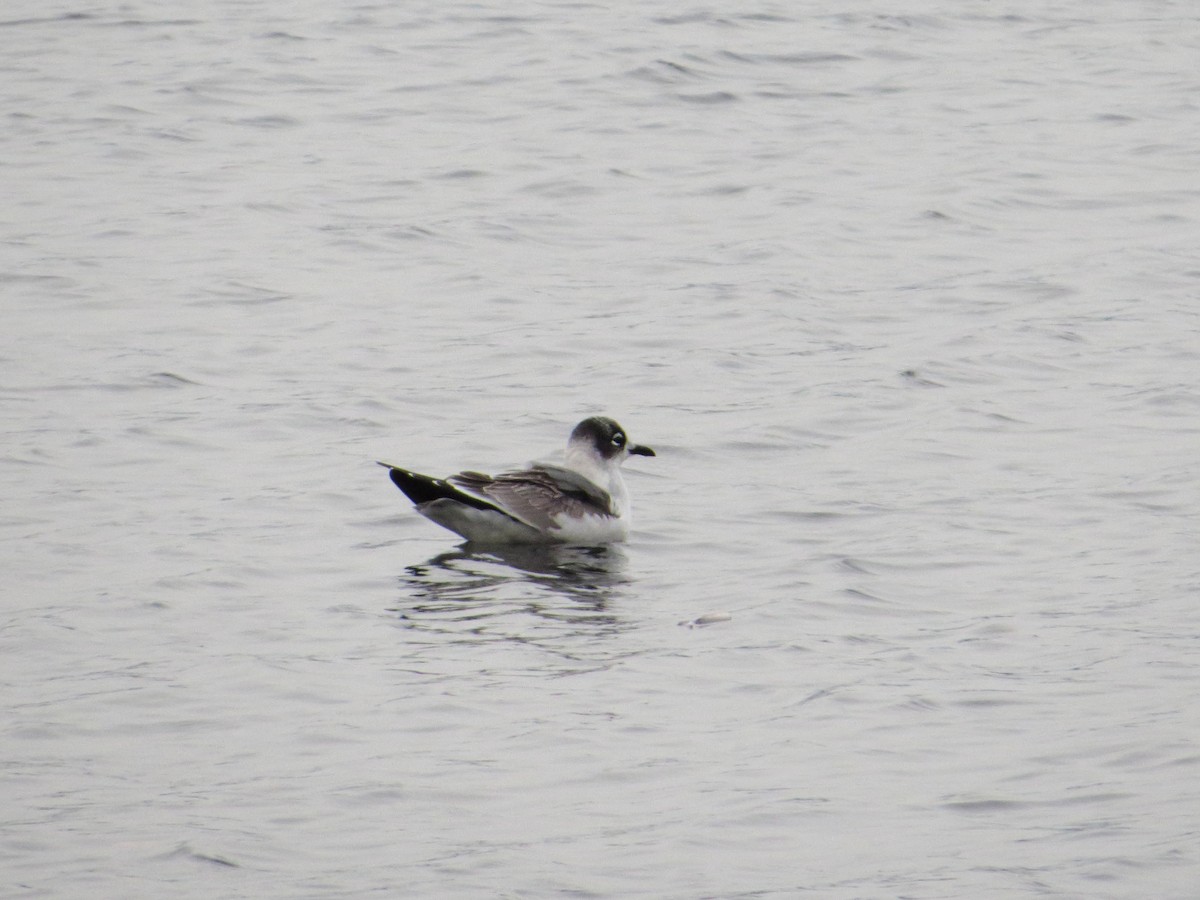 Franklin's Gull - ML74170941