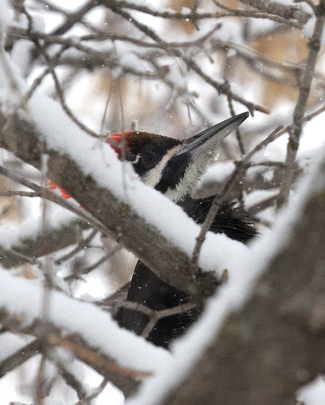 Pileated Woodpecker - ML74173611