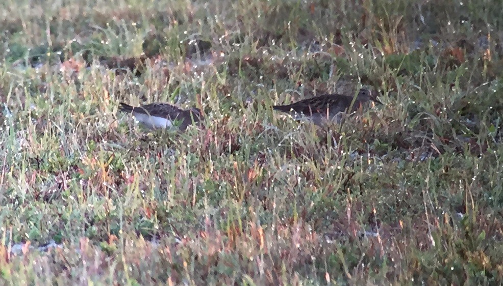 Pectoral Sandpiper - ML74173741