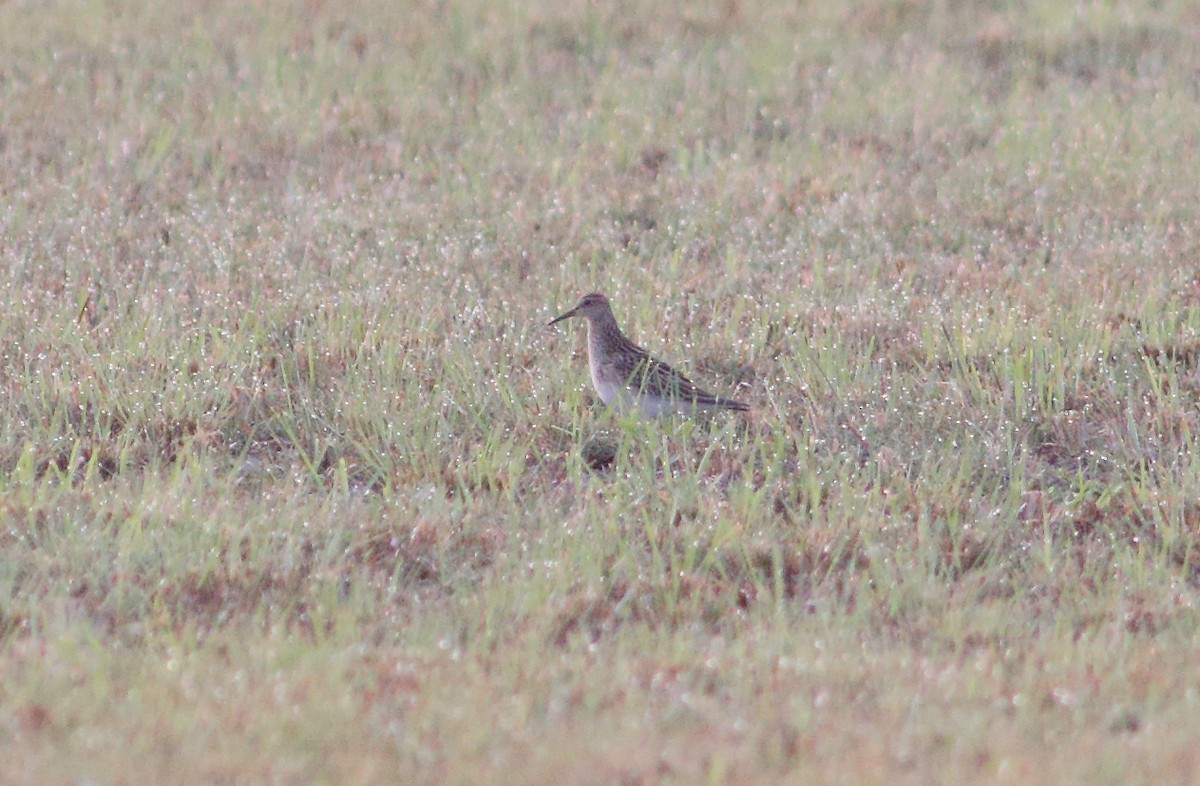 Bécasseau à poitrine cendrée - ML74174151