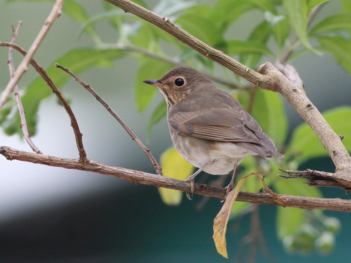 Swainson's Thrush - ML74174701