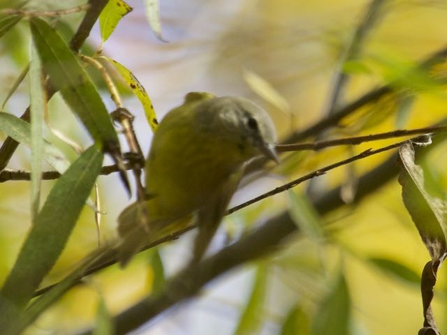 Orange-crowned Warbler - ML74178881