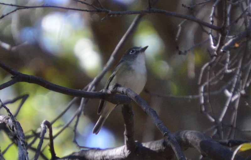 Cassin's Vireo - ML74179161