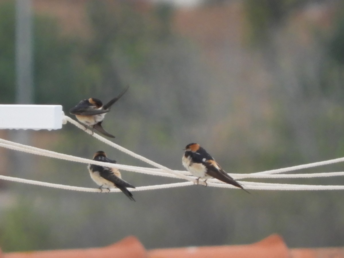 Red-rumped Swallow - ML74179331