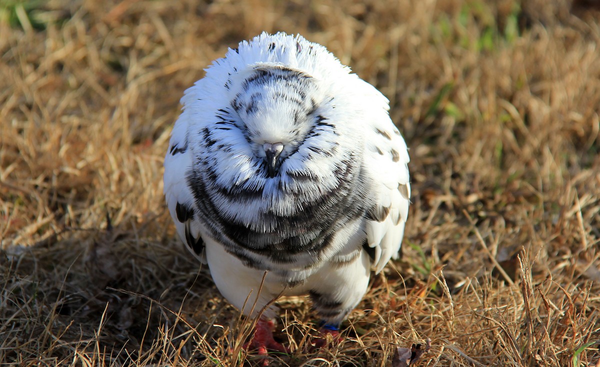 Rock Pigeon (Feral Pigeon) - ML74179701