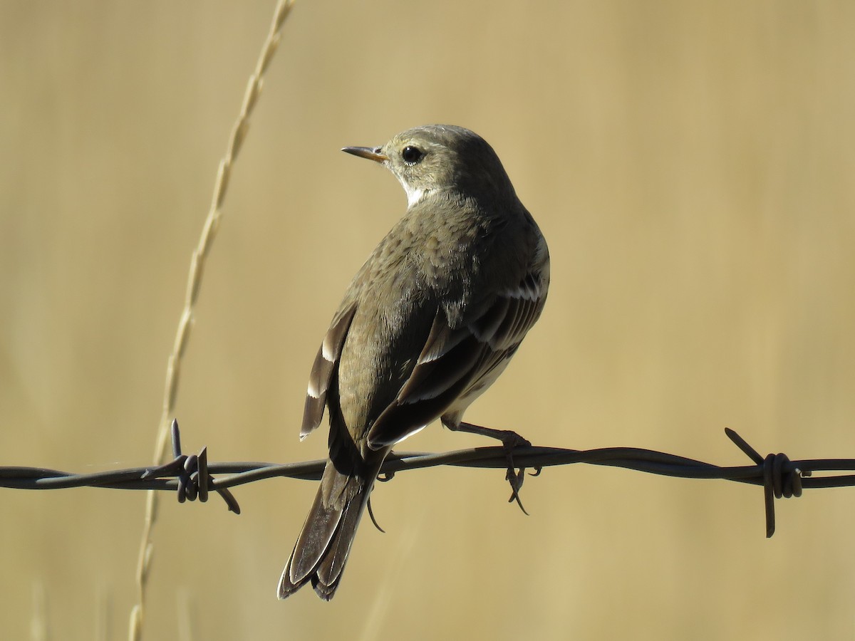 American Pipit - Colin Dillingham