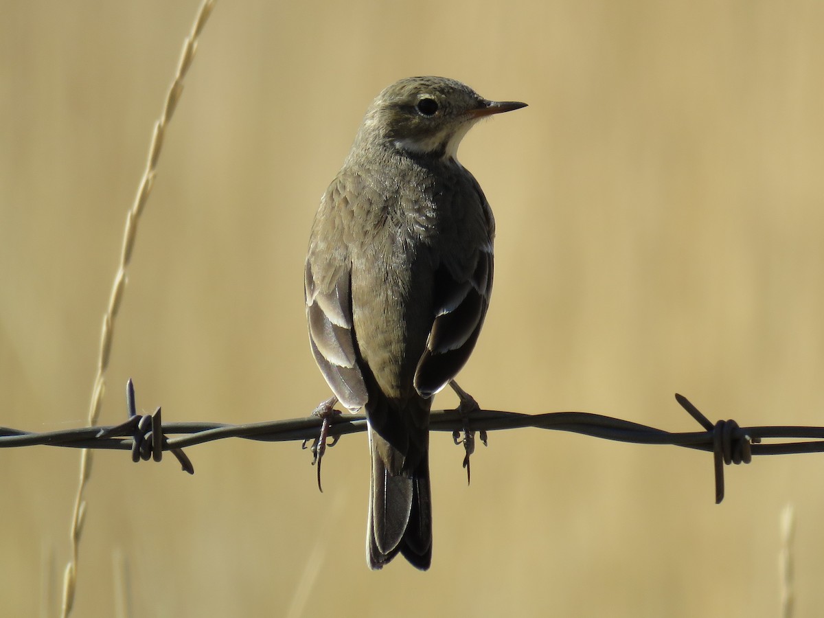 Pipit d'Amérique - ML74180281