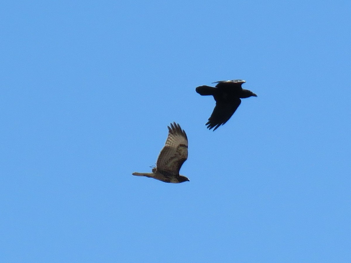 Common Raven - ML74180531