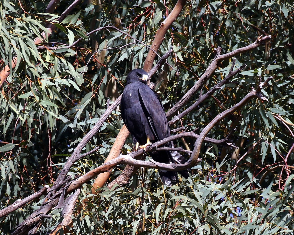 Rußbussard - ML74181391