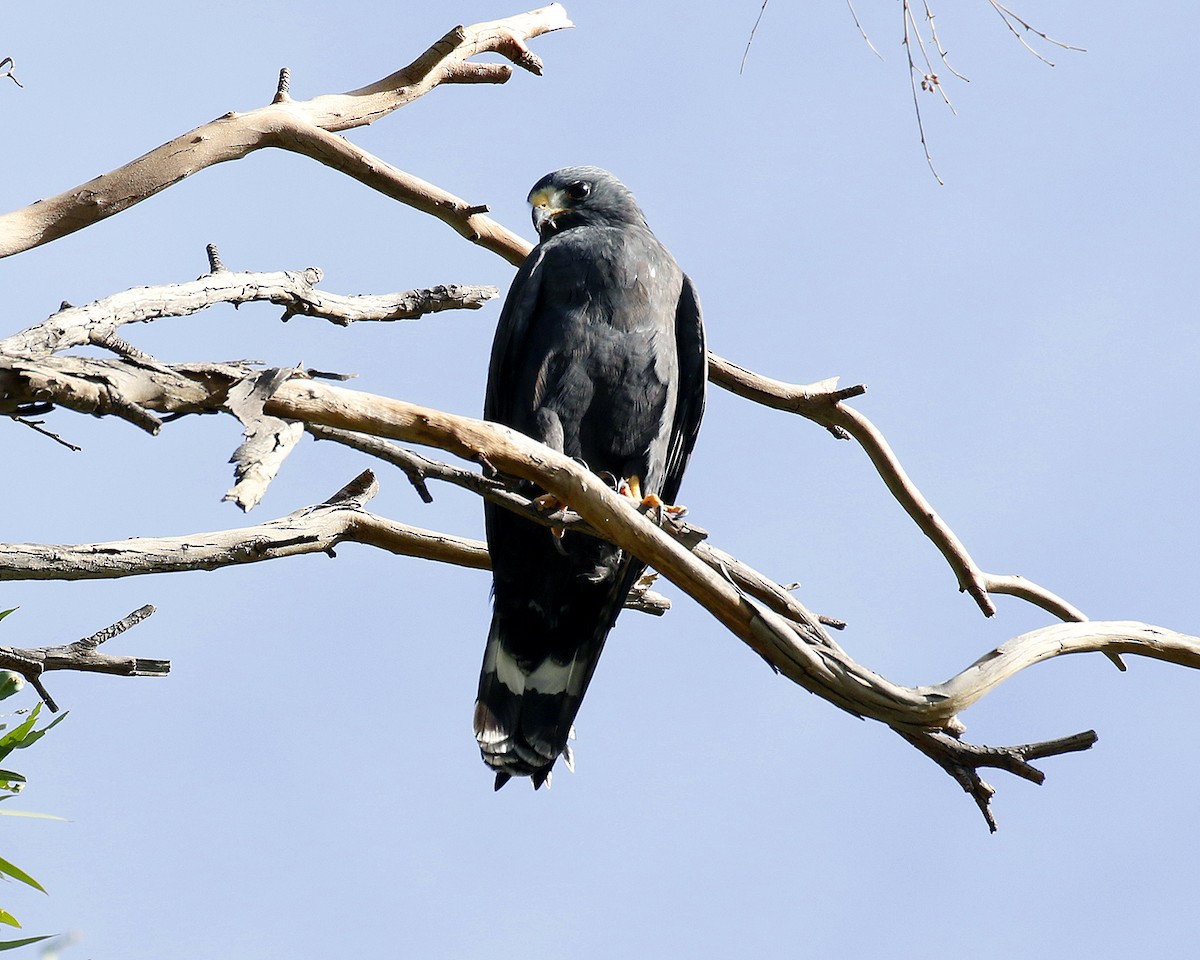 Zone-tailed Hawk - ML74181761