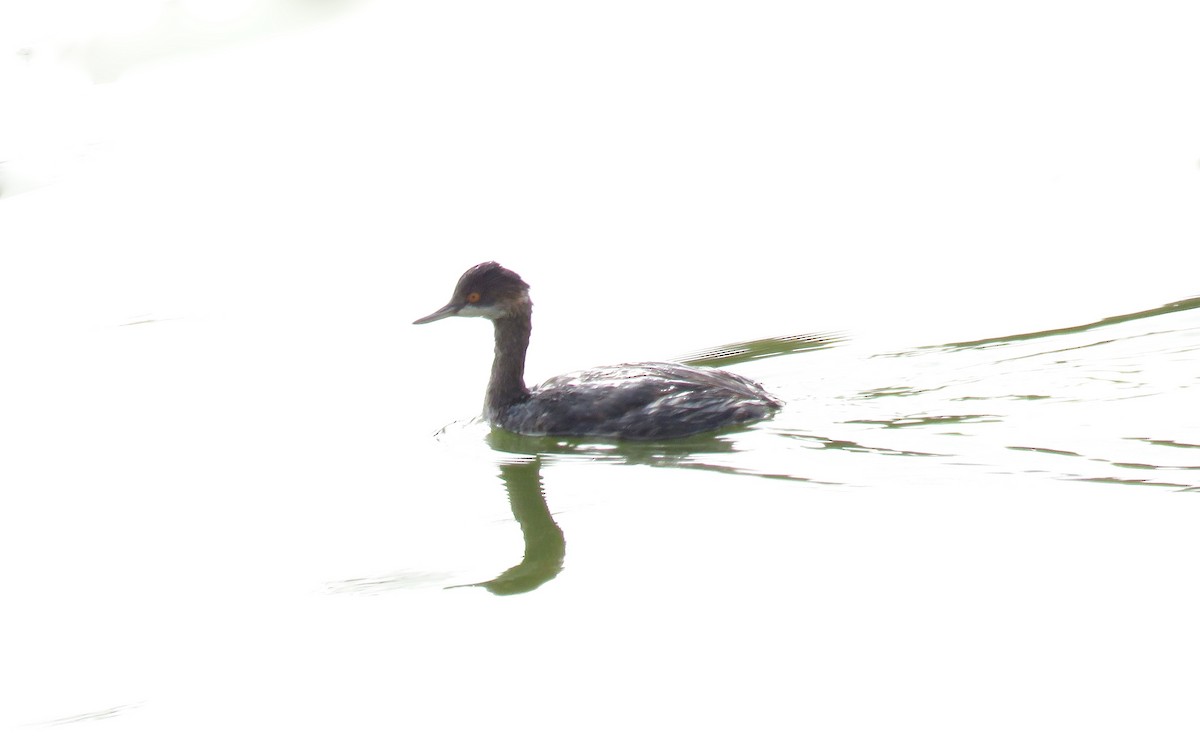 Eared Grebe - Petra Clayton