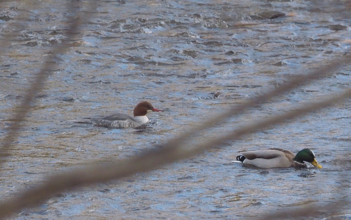 Common Merganser - ML74186931