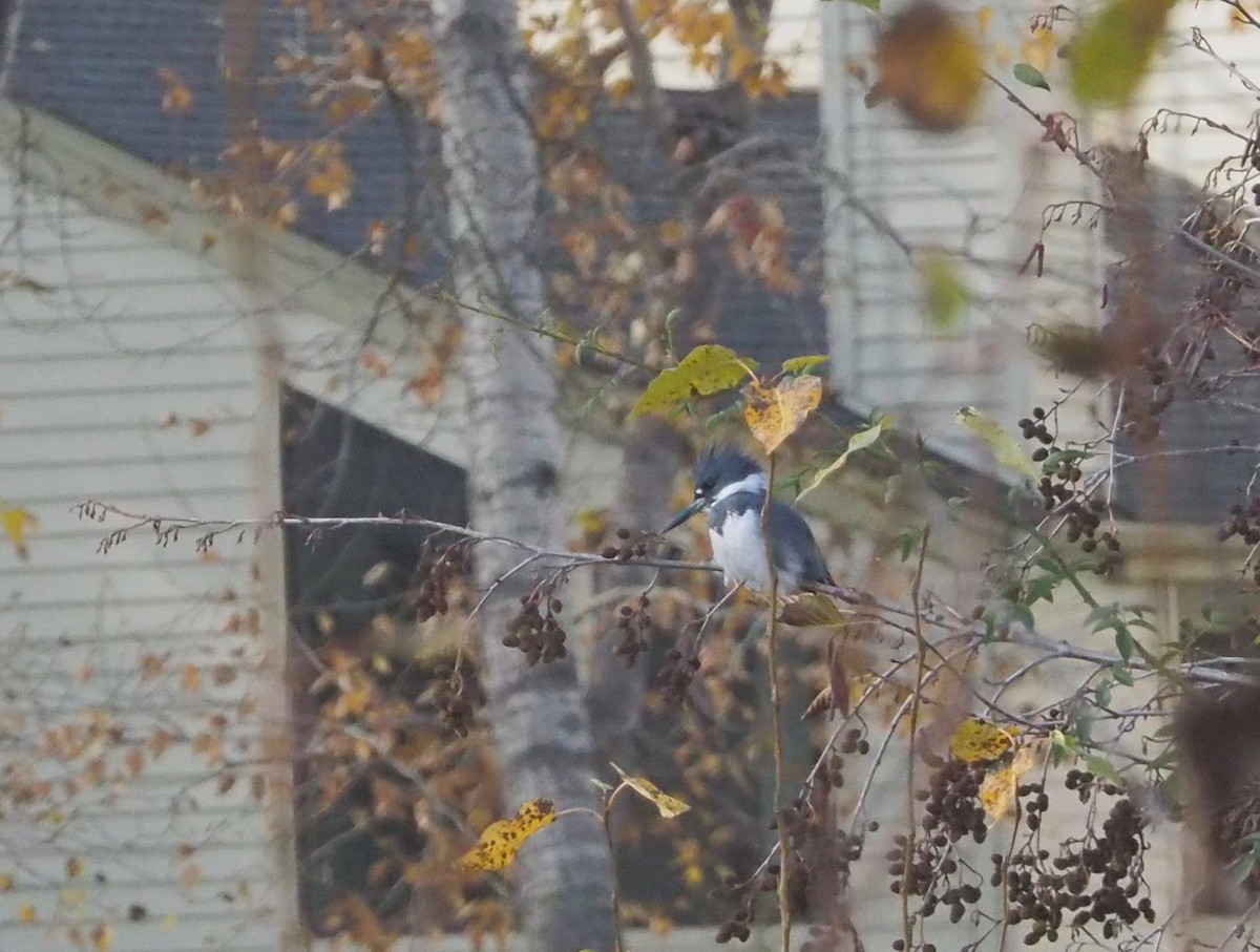 Belted Kingfisher - ML74187211