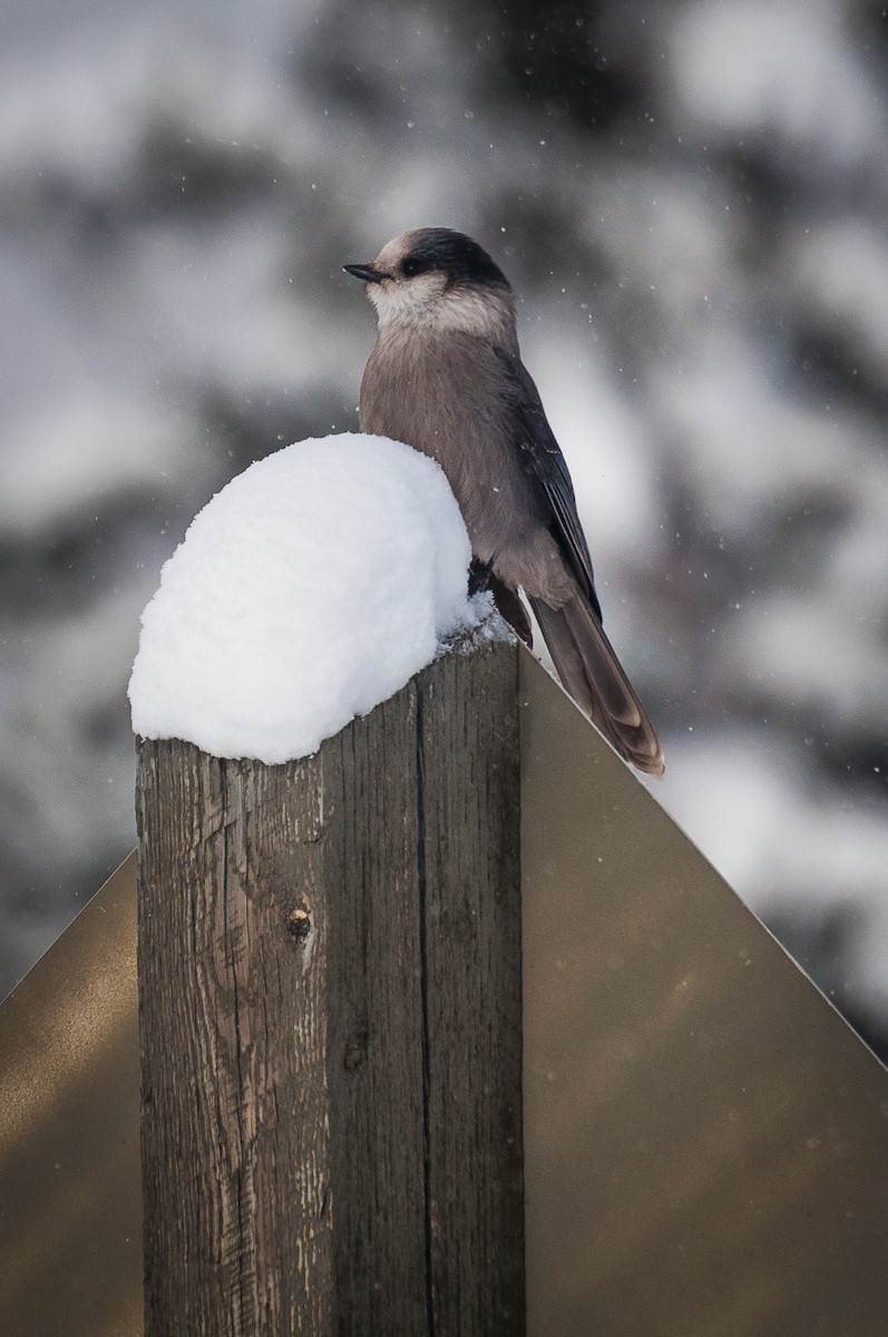 Canada Jay - ML74187331