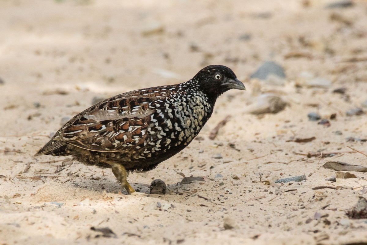 Black-breasted Buttonquail - Steven Pratt