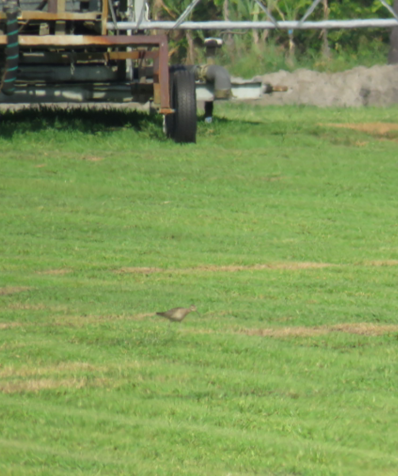 Little Curlew - Jude Friesen